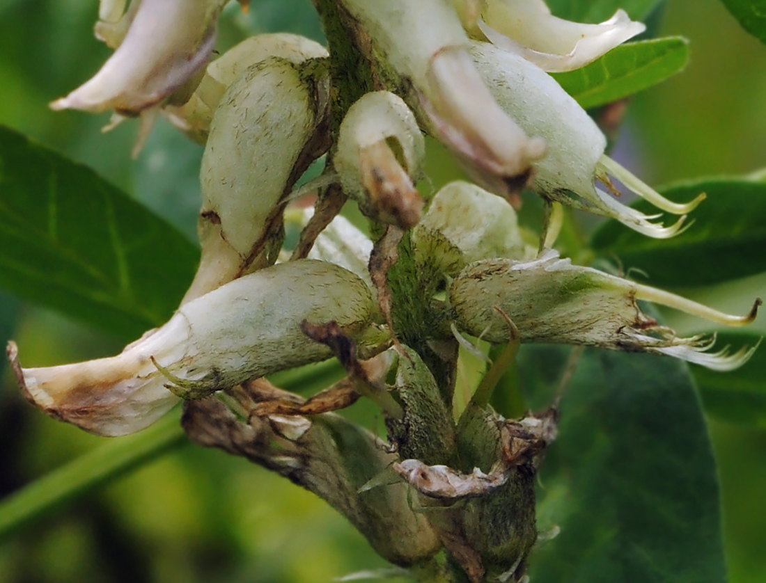Image of Astragalus uliginosus specimen.