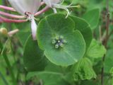 Lonicera caprifolium. Незрелое соплодие. Краснодарский край, Абинский р-н, окр. хр. Папайский, у лесной дороги. 14.05.2020.