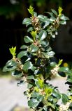 Ilex aquifolium