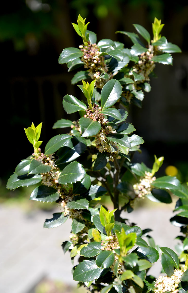 Изображение особи Ilex aquifolium.