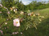 Rosa canina. Верхушка цветущей ветви. Украина, г. Запорожье, луговая степь возле балки. 04.06.2020.