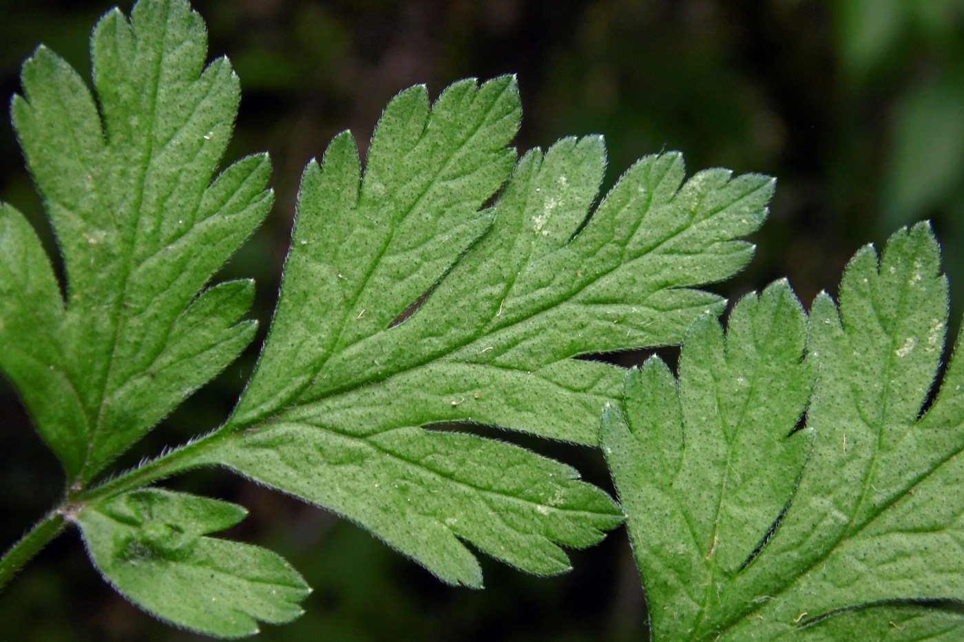 Image of Chaerophyllum temulum specimen.