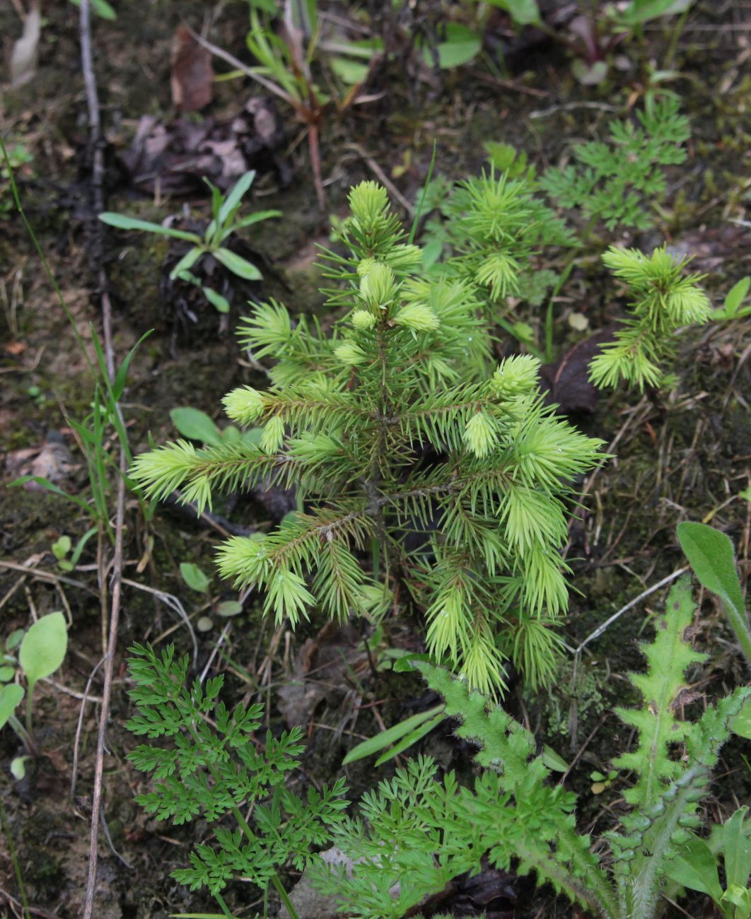 Изображение особи Picea abies.