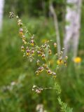 Thalictrum simplex