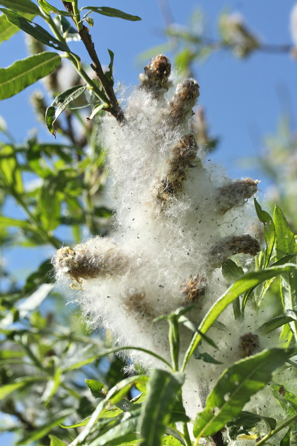 Image of Salix viminalis specimen.