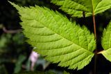 Aruncus sylvestris