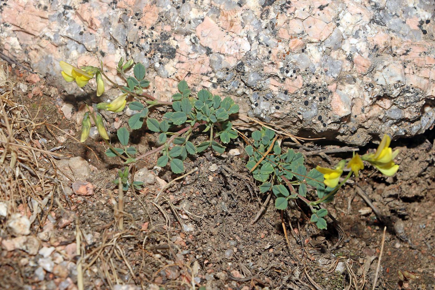 Изображение особи Melilotoides aristata.