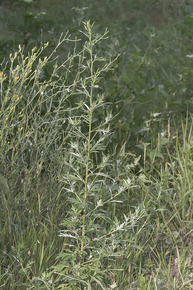 Изображение особи Artemisia vulgaris.