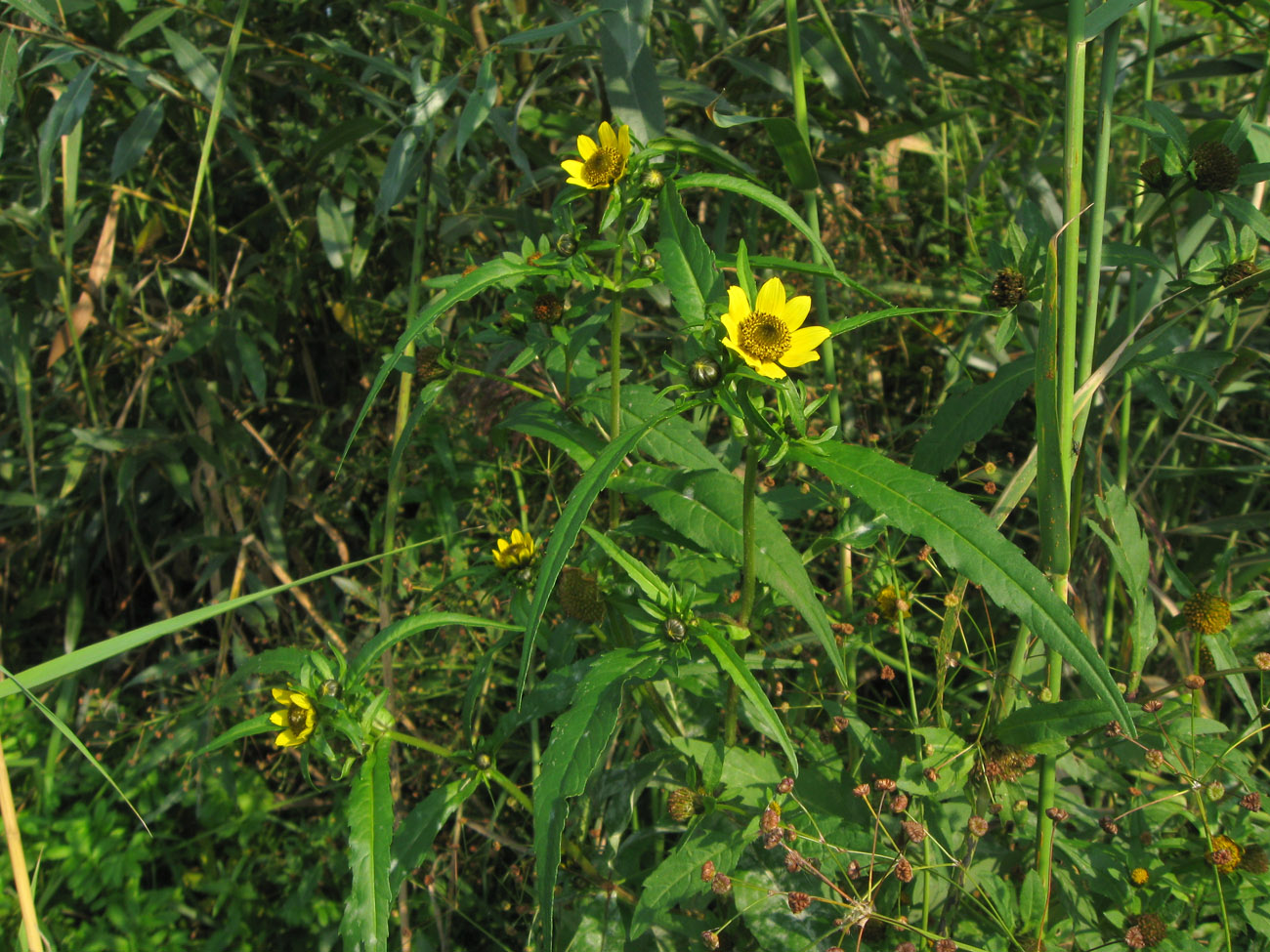 Image of Bidens cernua var. radiata specimen.