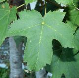genus Acer