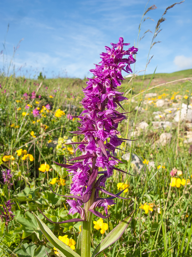 Image of Dactylorhiza euxina specimen.