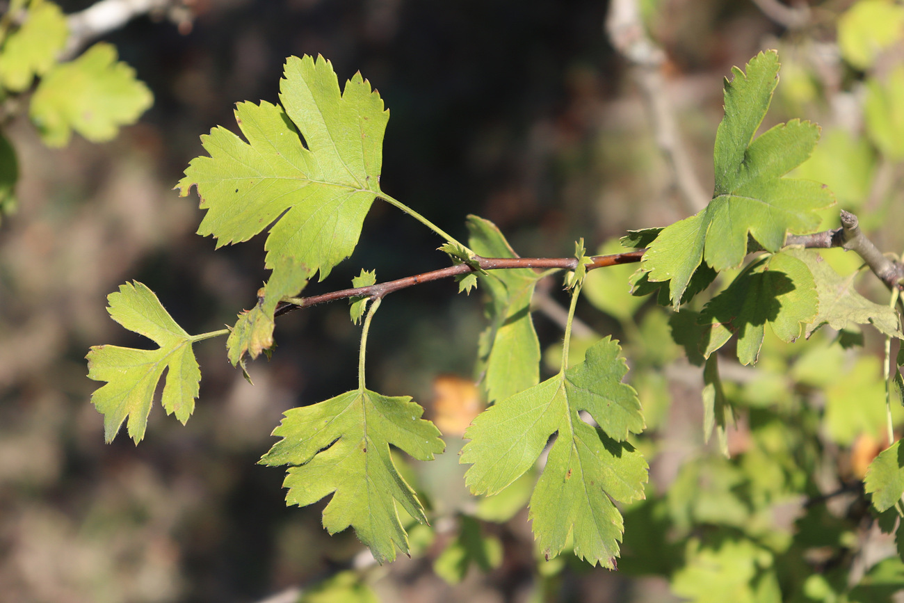 Изображение особи Crataegus meyeri.