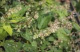 Fallopia dumetorum