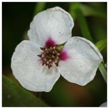 Sagittaria sagittifolia