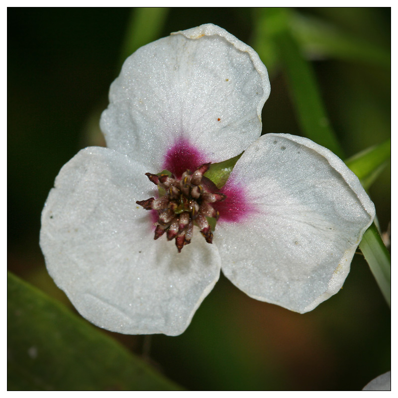 Image of Sagittaria sagittifolia specimen.