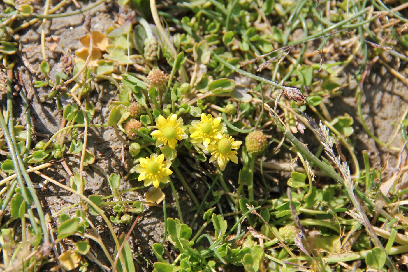 Image of Halerpestes sarmentosa specimen.