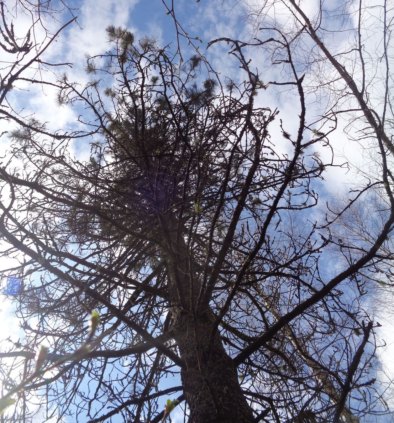 Image of Pinus sibirica specimen.