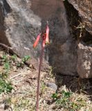 Eustephia coccinea. Цветущее растение. Перу, регион Куско, археологический комплекс \"Писак\". 12.10.2019.