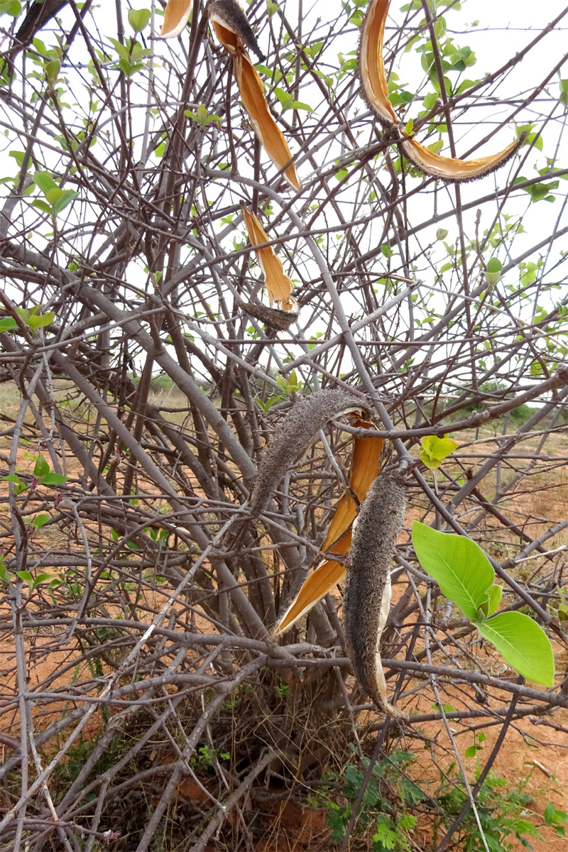 Изображение особи Strophanthus eminii.