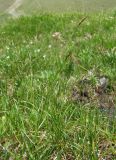 род Carex