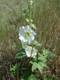 Alcea nudiflora