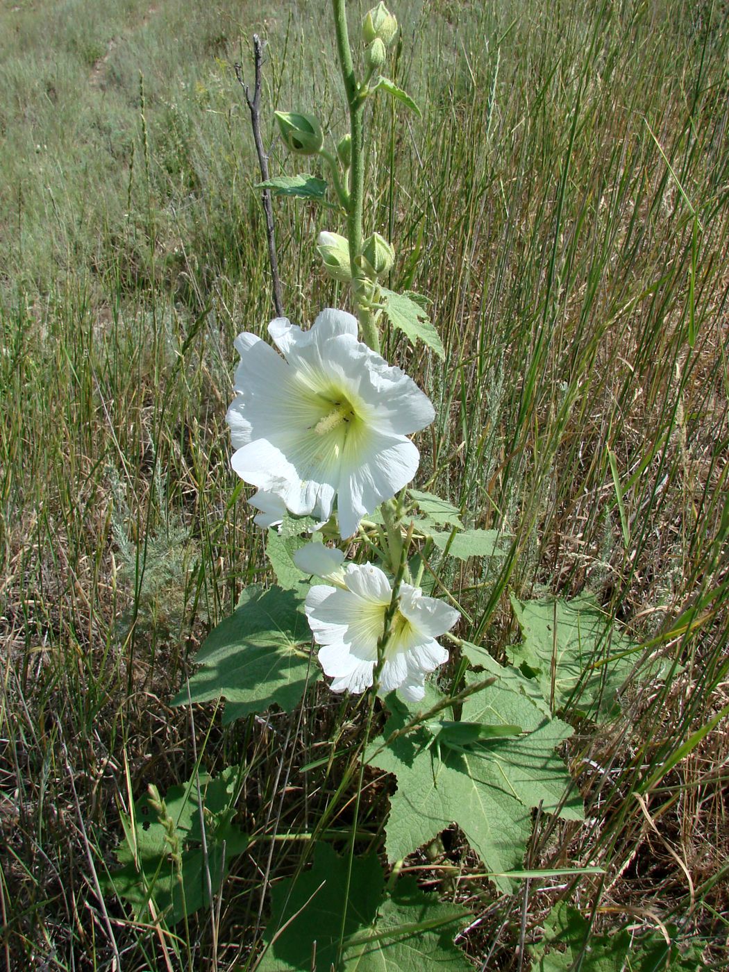 Изображение особи Alcea nudiflora.