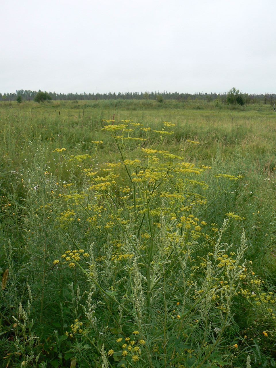 Изображение особи Pastinaca sylvestris.