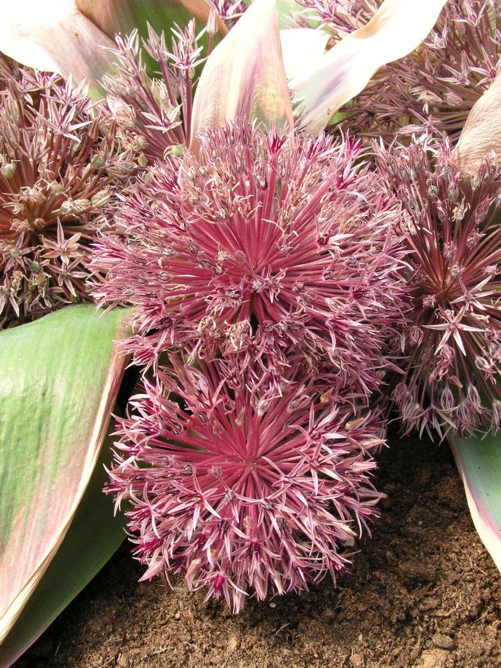 Image of Allium alexeianum specimen.