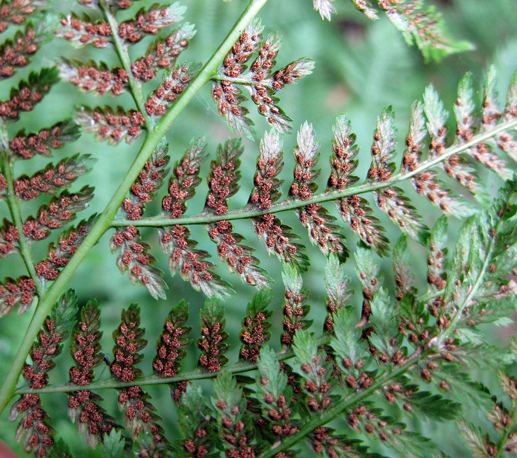 Image of Athyrium filix-femina specimen.