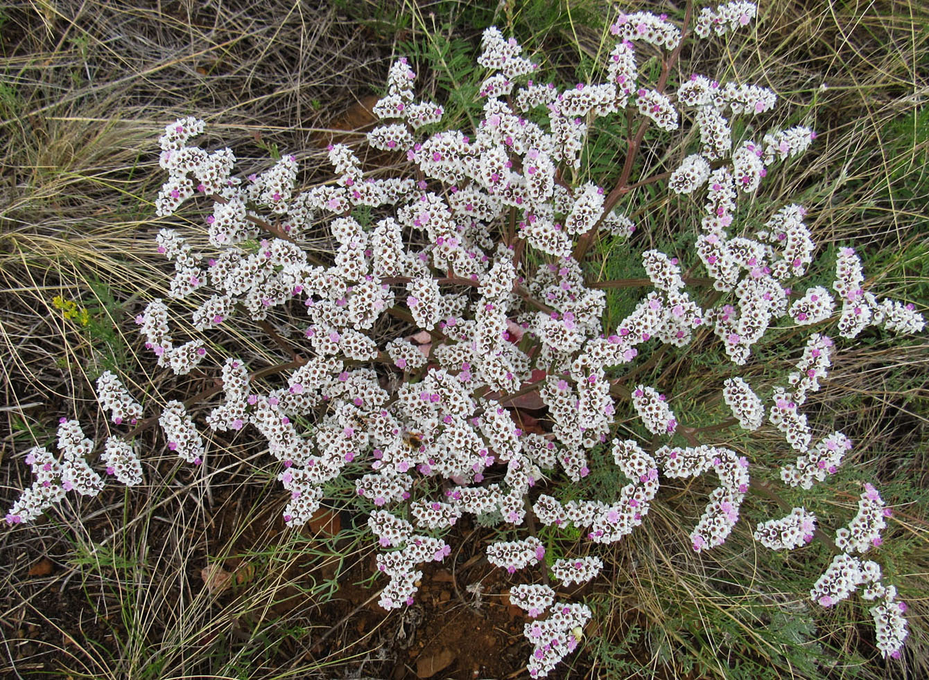 Изображение особи Goniolimon speciosum.