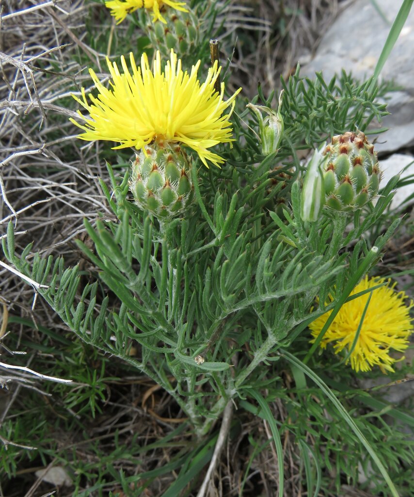 Image of Centaurea rupestris specimen.