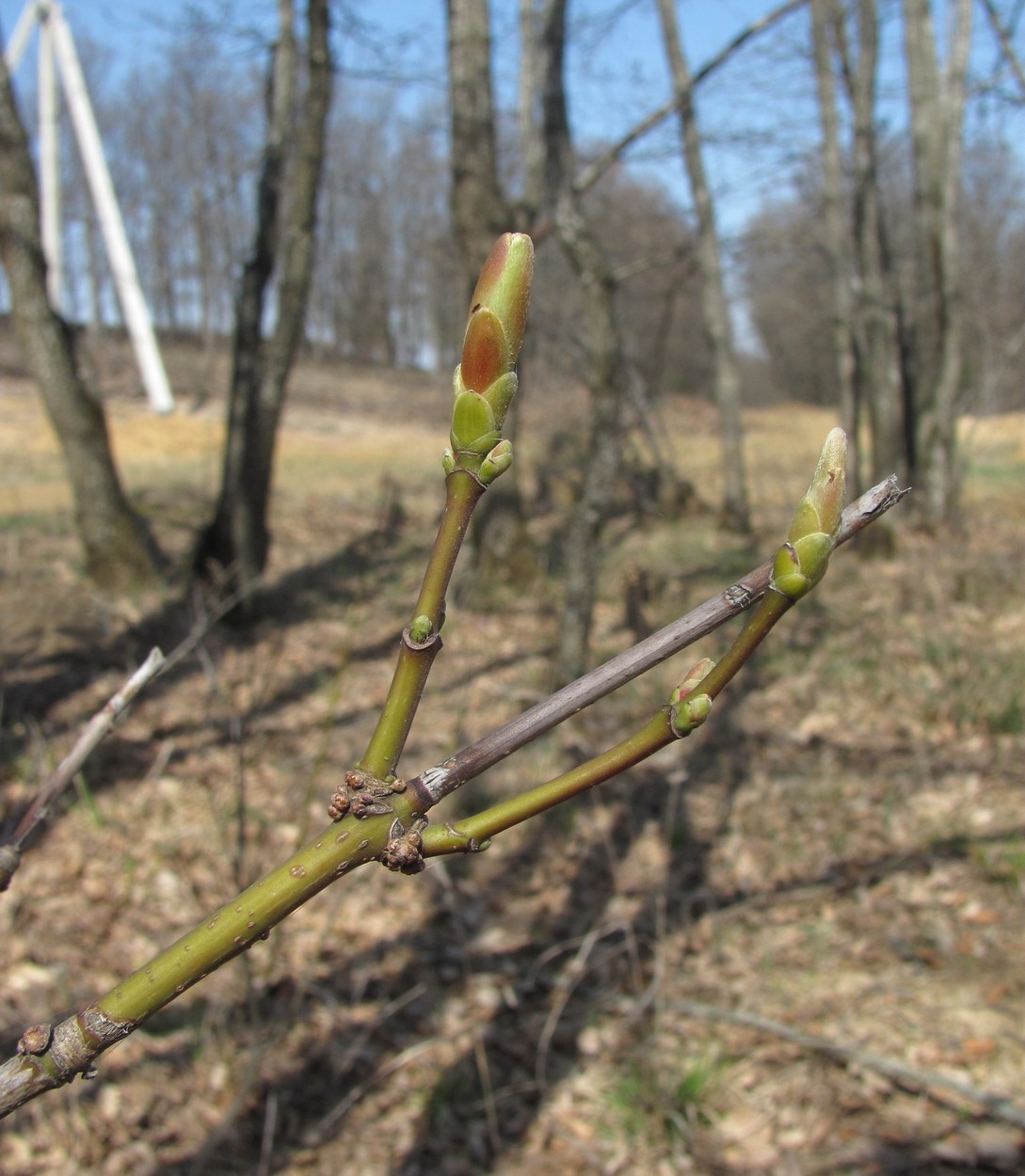 Image of Acer cappadocicum specimen.