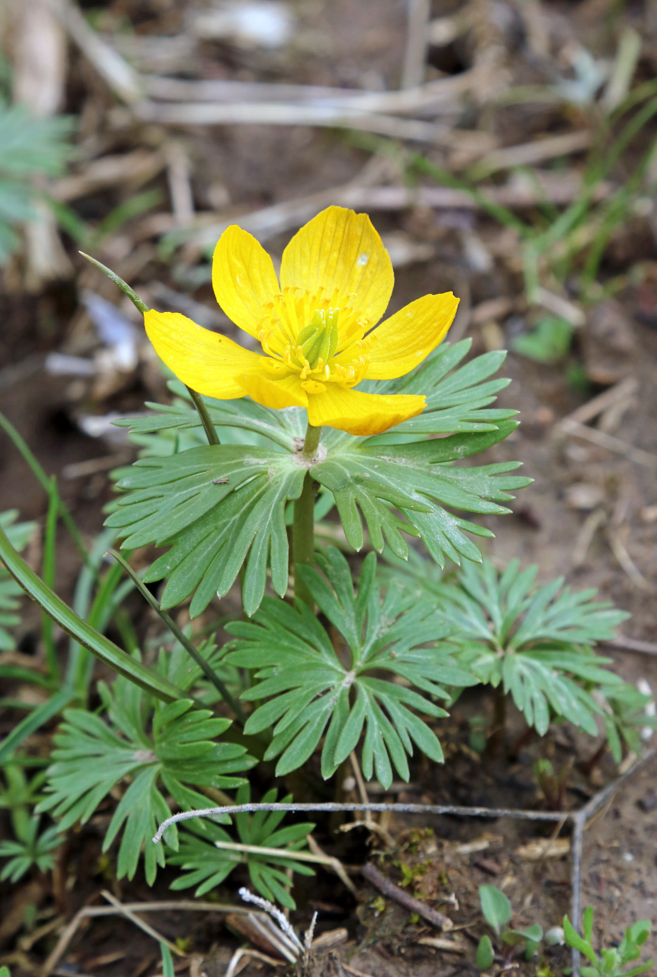 Image of Eranthis longistipitata specimen.