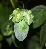 Cobaea scandens