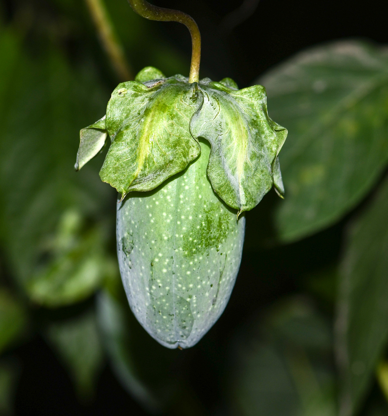 Изображение особи Cobaea scandens.