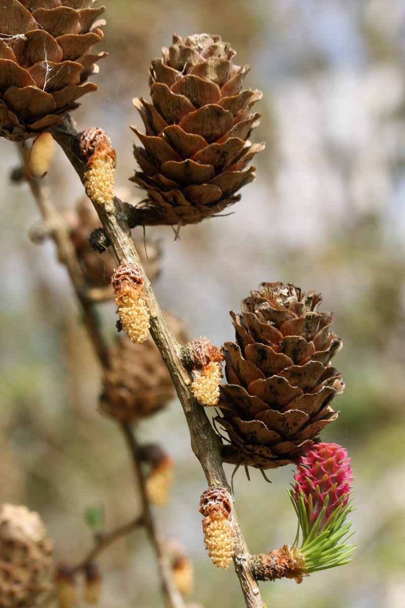 Image of Larix sukaczewii specimen.