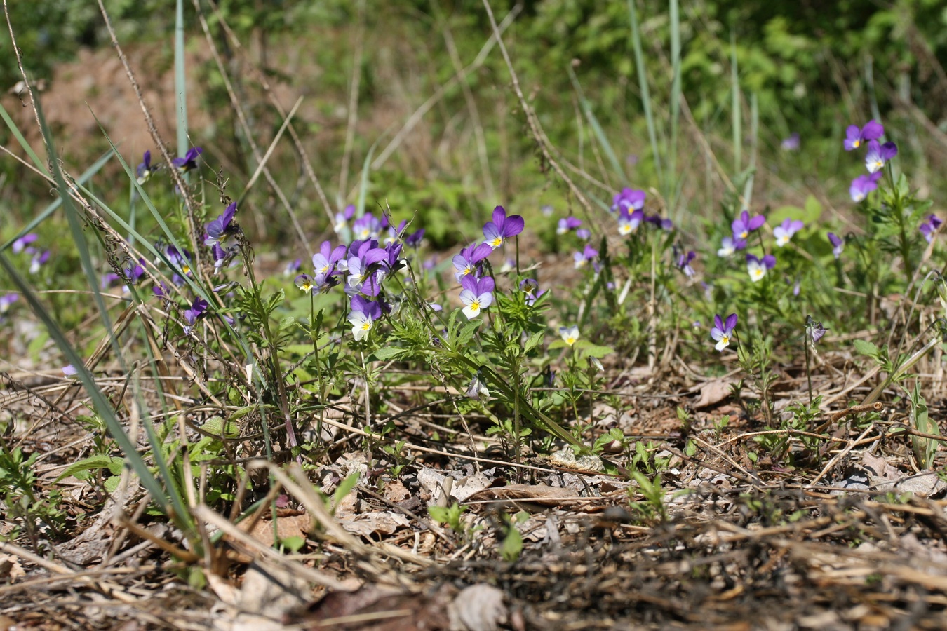 Изображение особи Viola maritima.