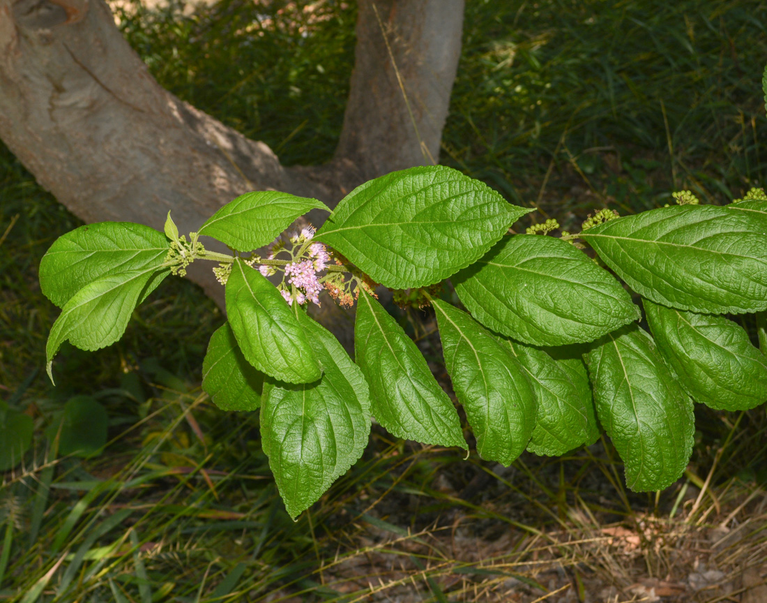 Image of Callicarpa americana specimen.