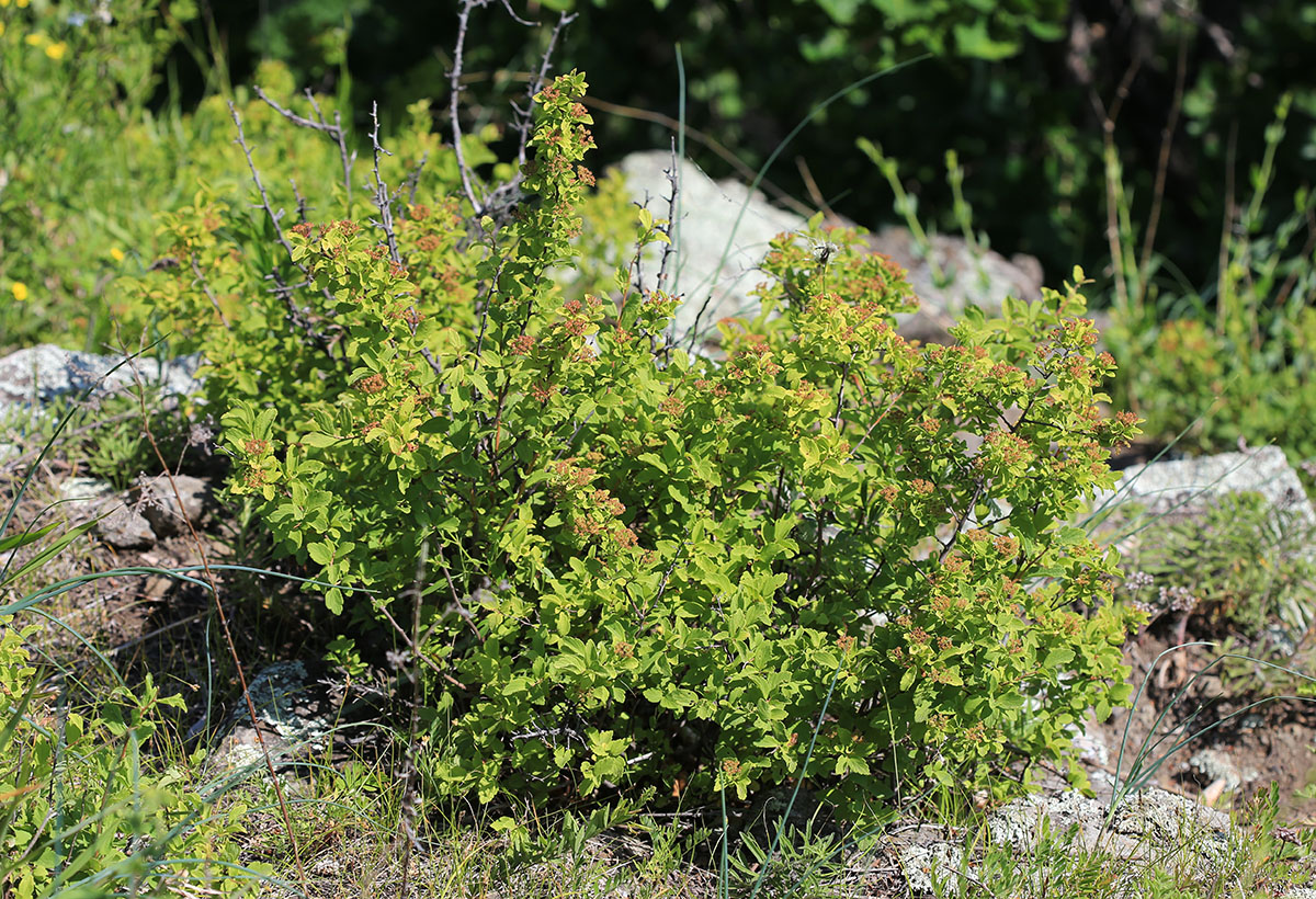 Image of Spiraea turczaninowii specimen.