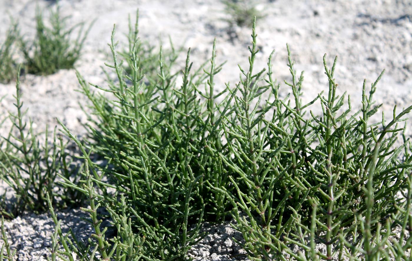 Изображение особи Salicornia perennans.