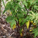 genus Artemisia. Нижняя часть растения. Приморский край, Лазовский р-н, Лазовский заповедник, 2 км Ю кордона Америка. 17.08.2009.