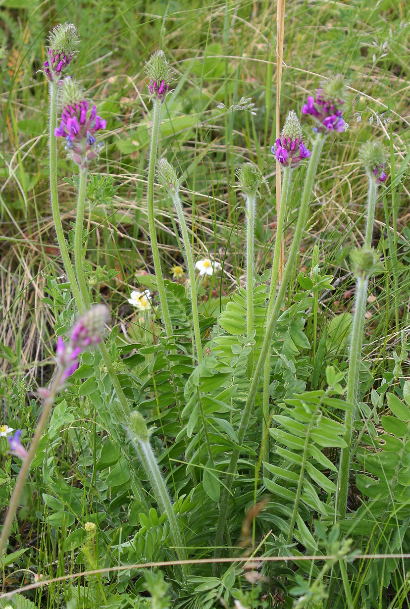 Image of Oxytropis campanulata specimen.