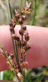 Juncus compressus