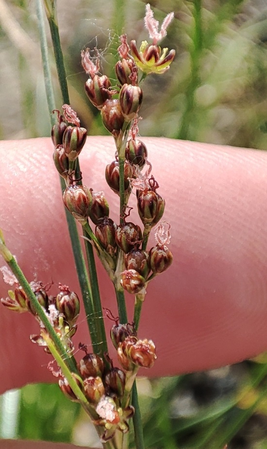 Изображение особи Juncus compressus.