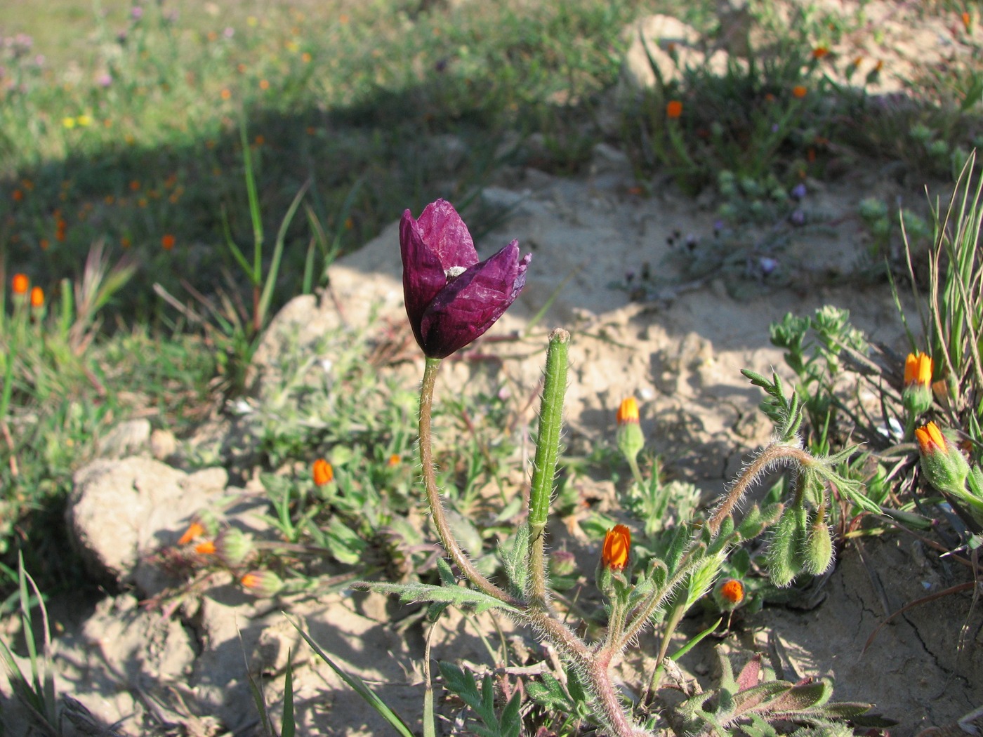 Image of Roemeria hybrida specimen.