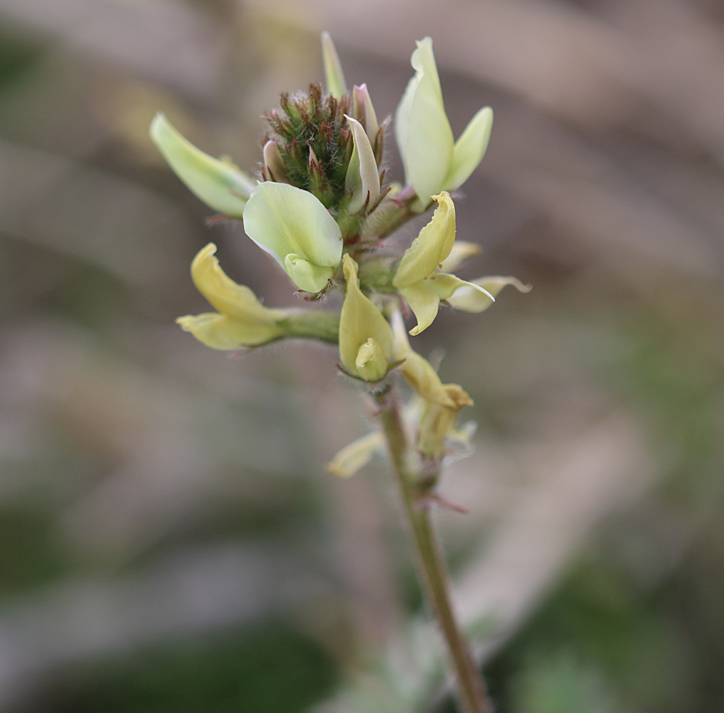 Image of Oxytropis macrocarpa specimen.