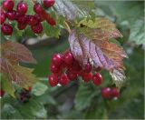 Viburnum opulus