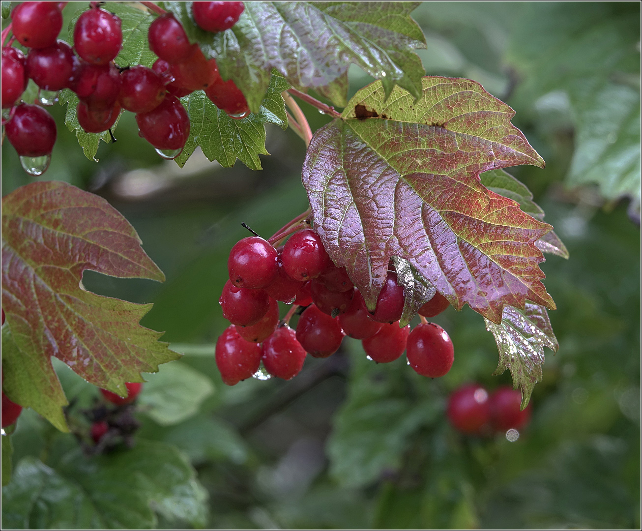 Image of Viburnum opulus specimen.