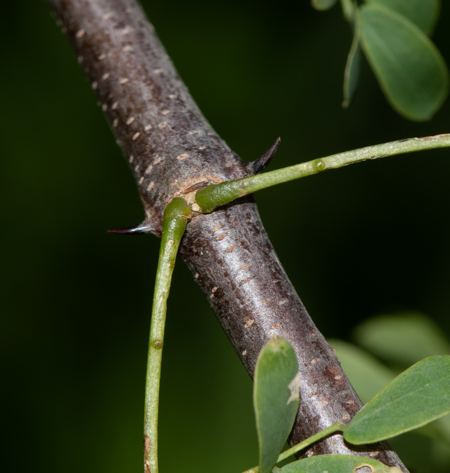 Image of Senegalia laeta specimen.