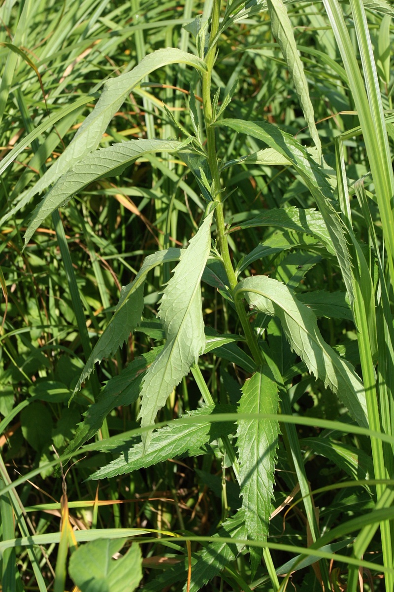 Изображение особи Senecio paludosus.